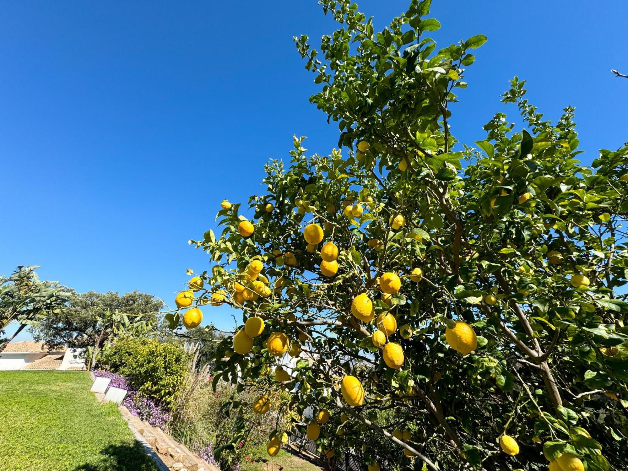 Ojén Villa Prana Marbella מראה חיצוני תמונה